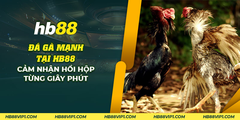 30 da ga manh tai hd88 cam nhan hoi hop tung giay phut