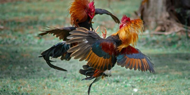 Đá gà mạnh tại HB88: Trải nghiệm cảm giác hồi hộp từng giây 4 Các chương trình khuyến mãi, ưu đãi cho người chơi