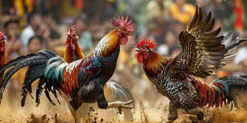 Đá gà trực tiếp casino HB88: Đón xem những trận gà kịch tính 2 Lý do nên lựa chọn Hb88 để xem đá gà trực tiếp casino