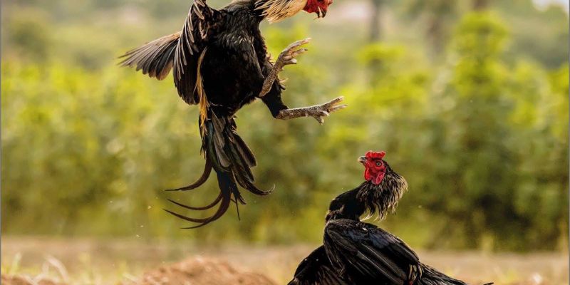 Đá gà trực tiếp trên mạng HB88: Xem trận đấu hấp dẫn mọi nơi 3 Những ưu điểm của việc chơi đá gà trực tiếp trên mạng