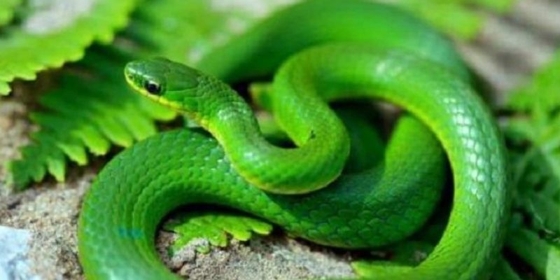 Mơ thấy rắn, đánh số nào trúng lớn? Bí mật lô đề siêu đỉnh! 2 Các giấc mơ thấy rắn thường gặp và ý nghĩa