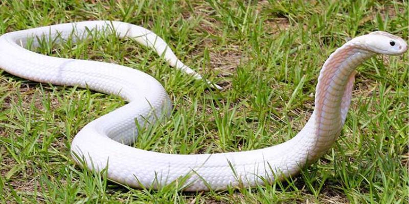 Mơ thấy rắn, đánh số nào trúng lớn? Bí mật lô đề siêu đỉnh! 3 Bật mí cách soi cầu lô đề từ giấc mơ thấy rắn chính xác nhất