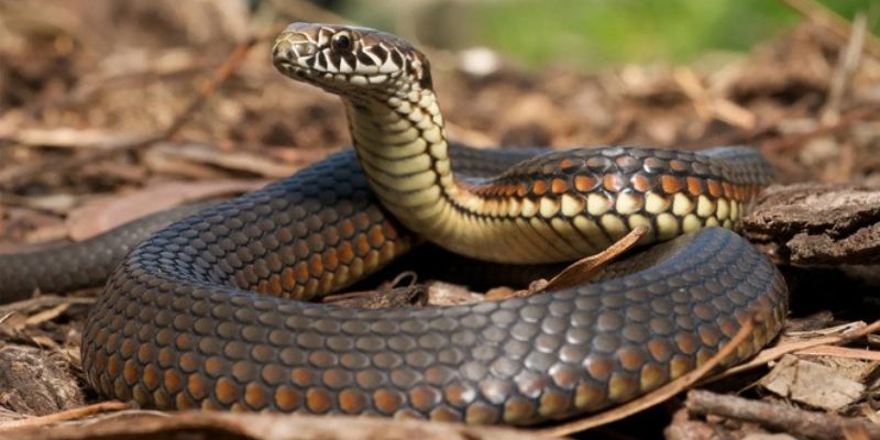 Mơ thấy rắn, đánh số nào trúng lớn? Bí mật lô đề siêu đỉnh! 4 Sự thật về việc mơ thấy rắn và những điều cần lưu ý