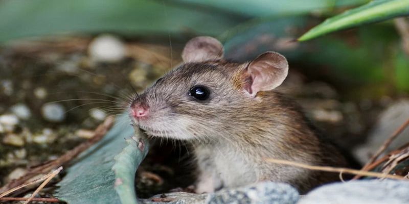 Nằm mơ thấy chuột: Giải mã ý nghĩa và những tín hiệu ẩn chứa 3 Tìm hiểu tường tận cách giải mã giấc mơ thấy chuột