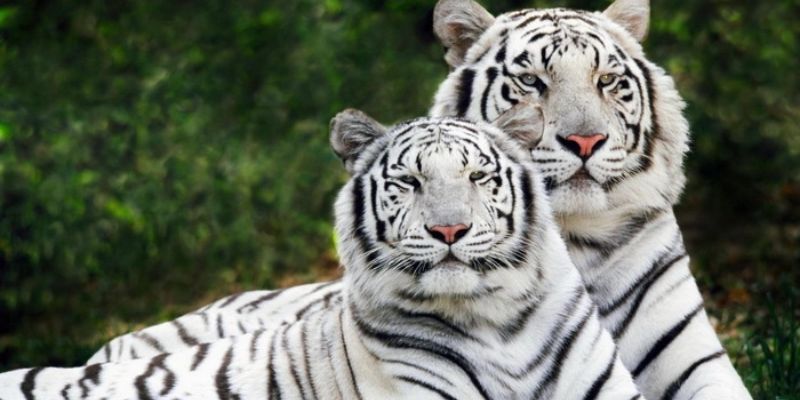 Nằm mơ thấy hổ: Cảnh báo, điềm báo hay chỉ là giấc mơ? 2 Phân tích chi tiết ý nghĩa giấc mơ thấy hổ dựa vào màu sắc