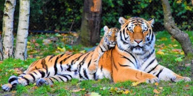 Nằm mơ thấy hổ: Cảnh báo, điềm báo hay chỉ là giấc mơ? 3 Cách hóa giải khi nằm mơ thấy hổ mang điềm xấu