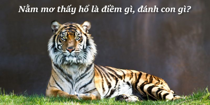 Nằm mơ thấy hổ: Cảnh báo, điềm báo hay chỉ là giấc mơ? 4 Những con số may mắn liên quan giấc mơ thấy hổ