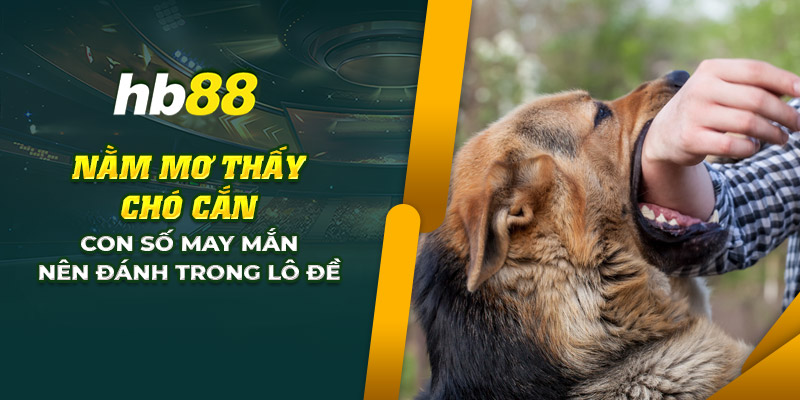 Nằm mơ thấy chó cắn: Con số may mắn nên đánh trong lô đề 10 27 nam mo thay cho can con so may man nen danh trong lo de