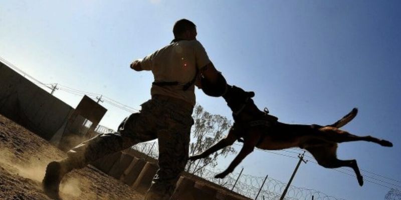 Nằm mơ thấy chó cắn: Con số may mắn nên đánh trong lô đề 3 Mơ thấy chó cắn người khác