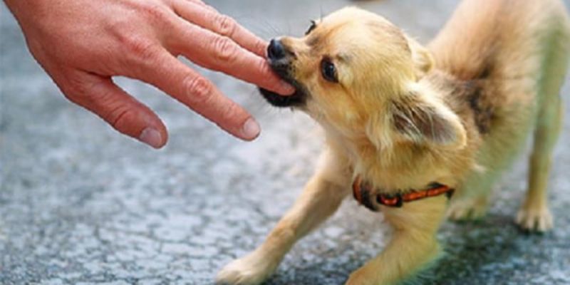 Nằm mơ thấy chó cắn: Con số may mắn nên đánh trong lô đề 4 Những con số may mắn thường xuất hiện khi mơ thấy chó cắn