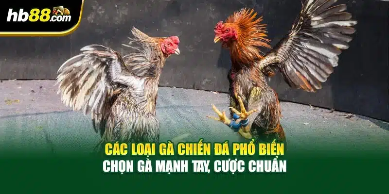Các Loại Gà Chiến Đá Phổ Biến – Chọn Gà Mạnh Tay, Cược Chuẩn