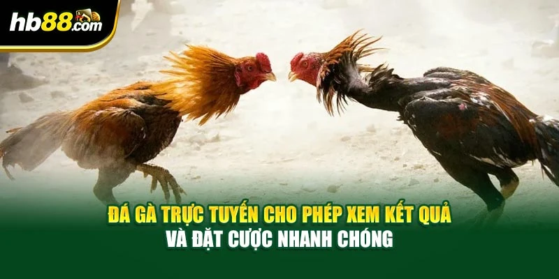 Chơi Đá Gà Trực Tuyến Với Tiền Thưởng Khủng Hàng Đầu Châu Á 3 Đá gà trực tuyến cho phép xem kết quả và đặt cược nhanh chóng