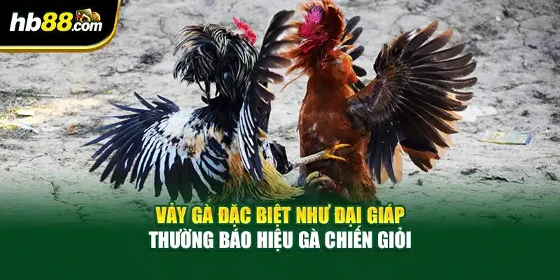 Vảy gà đặc biệt như đại giáp thường báo hiệu gà chiến giỏi